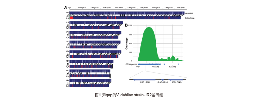 图1 无gap的V. dahliae strain JR2基因组