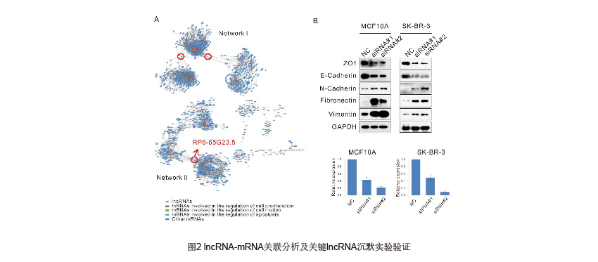 图2 lncRNA-mRNA关联分析及关键lncRNA沉默实验验证