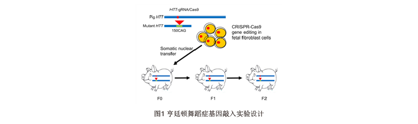 CRISPR脱靶检测 蓝色 宋+A-13  图1.jpg