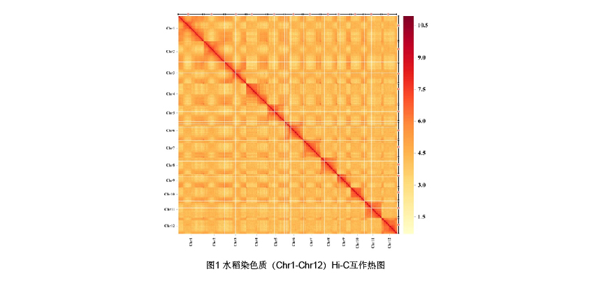 植物群体细胞Hi-C 测序 蓝色 宋+A-21 水稻 图1.jpg