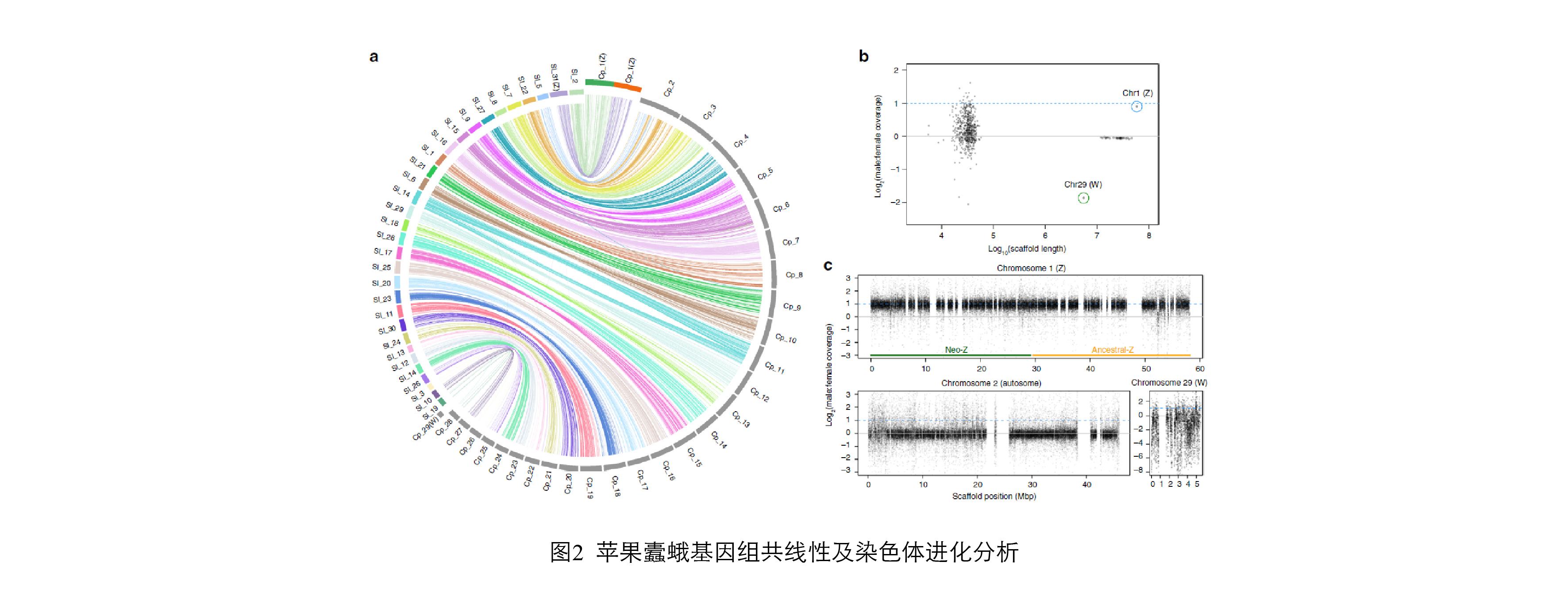 图2. 苹果蠹蛾基因组共线性及染色体进化分析