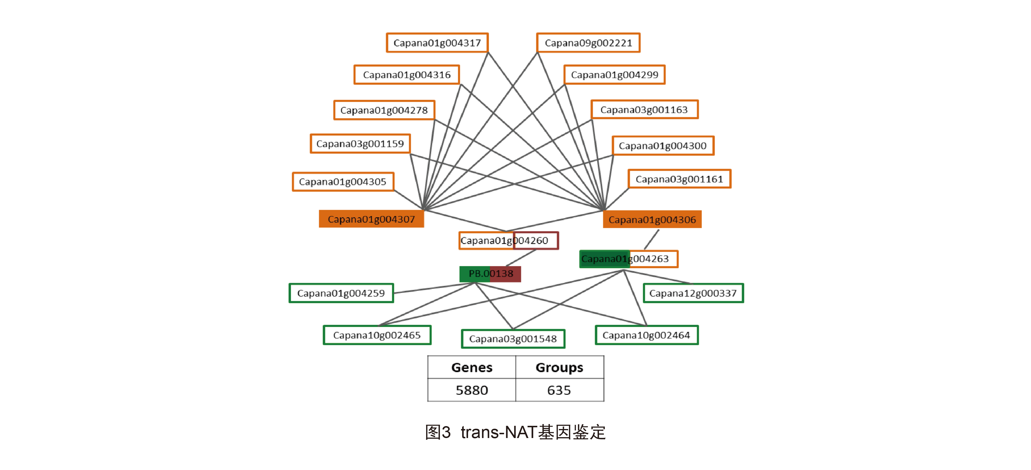 图3 trans-NAT基因鉴定