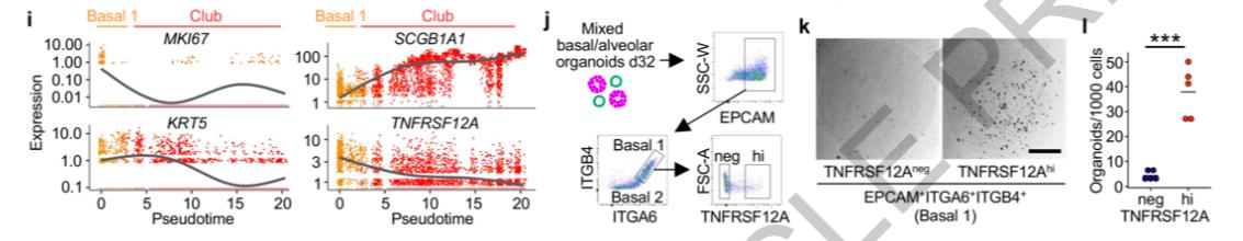 图2-2 TNFRSF12A+祖细胞表征.jpg