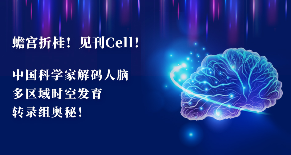 Cell项目文章 | 中国科学家解码人脑多区域时空发育奥秘！