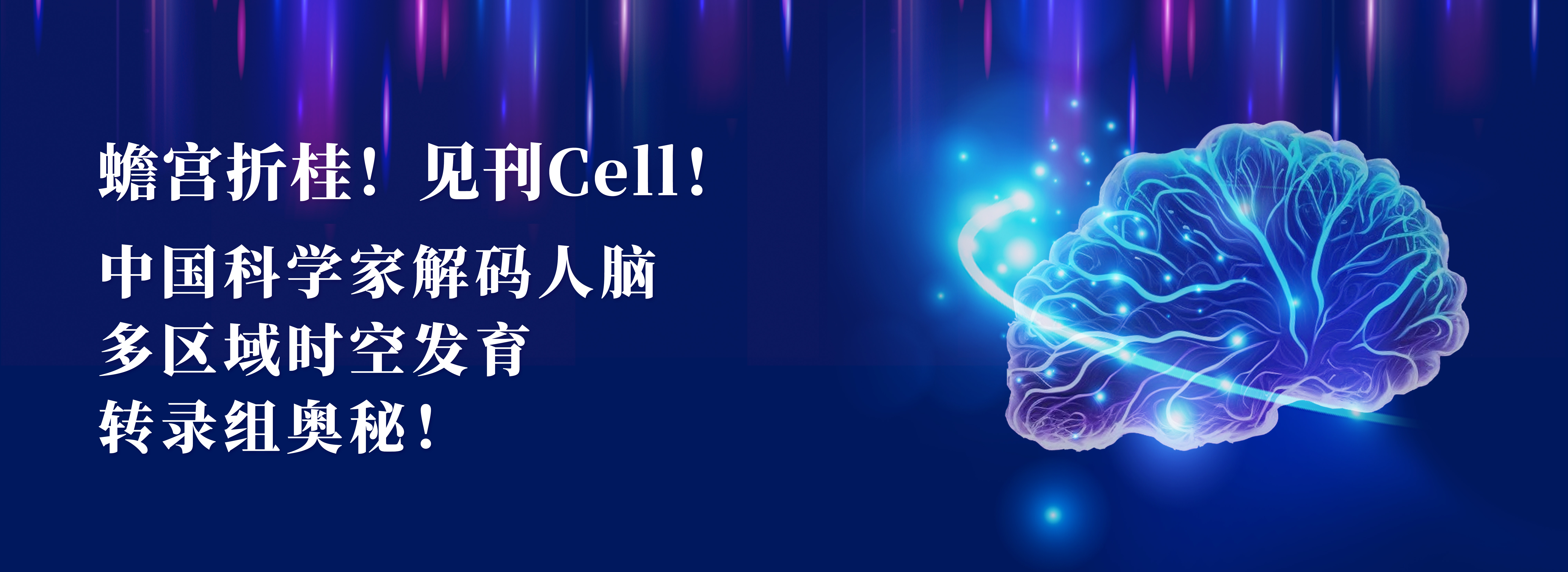 Cell项目文章 | 中国科学家解码人脑多区域时空发育奥秘！